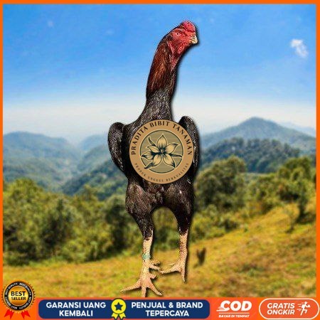 

telur ayam shamo eropa ori petarung bisa untuk di tetaskan PRADITA BIBIT TANAMAN
