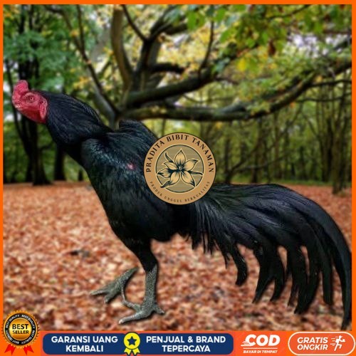 

Telur Ayam Pakhoy Brakot Vertil Siap Di Tetaskan Jaminan Super Oiginal Bergaransi PRADITA BIBIT TANAMAN