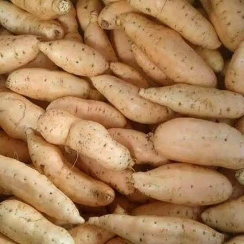 

Ubi Cilembu Manis Legit 1 Kg Free Ongkir