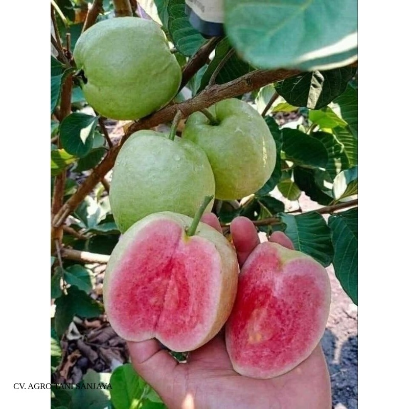 Bibit Jambu Biji Red Diamond renyah dan manis Terlaris