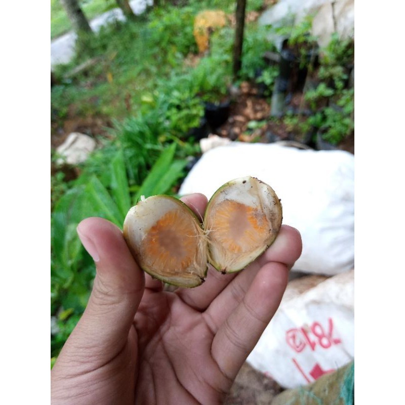 

Baru Promo OBAT HERBAL BUAH PINANG MUDA / JAMBE SEGAR 500gr bisa COD