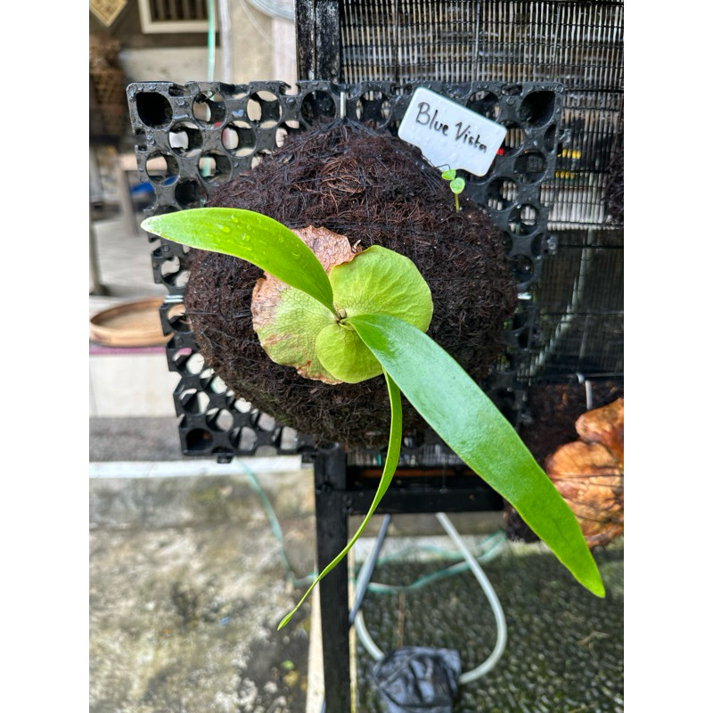 PLATYCERIUM BLUE VISTA (Paul Webber X Willinckii)