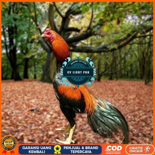 

Telur Ayam Pakhoy Ori Thailand Vertil Siap Di Tetaskan Jaminan Suuper Oiginal Bergaransi CV LIGHT PRO