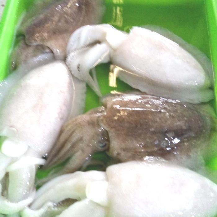 

Cumi Karang/Sotong 500gr