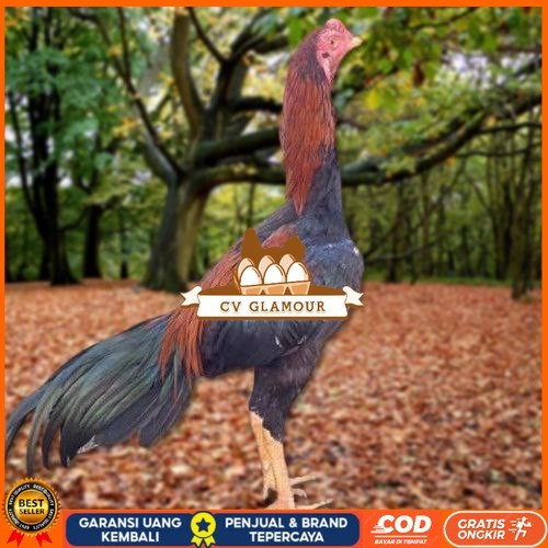 

Telur Ayam Pakhoy Trah Maneedaeng X Blackbull X Black Rose X Durian X Payabod X Jimmywhite X 17yok / Khoyngon Vertil Siap Di Tetaskan Jaminan Super Oiginal Bergaransi CV GLAMOUR