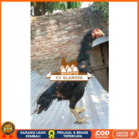 

Telur Shamo X BK clasik terlaris CV GLAMOUR