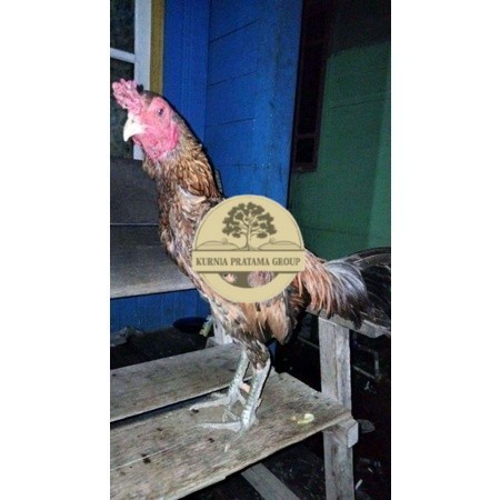 

ayam bulbi tampar tampar telur fertill terbaru KURNIA PRATAMA GROUP