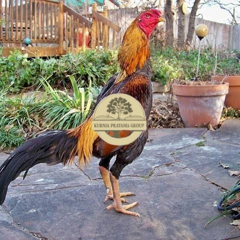 

Telur ayam bangkok shamo brazil / ayam petarung aduan bisa ditetaskan KURNIA PRATAMA GROUP