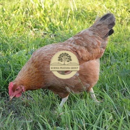 

Telur ayam elba / telur ayam hias / telur ayam fertil siap cod KURNIA PRATAMA GROUP