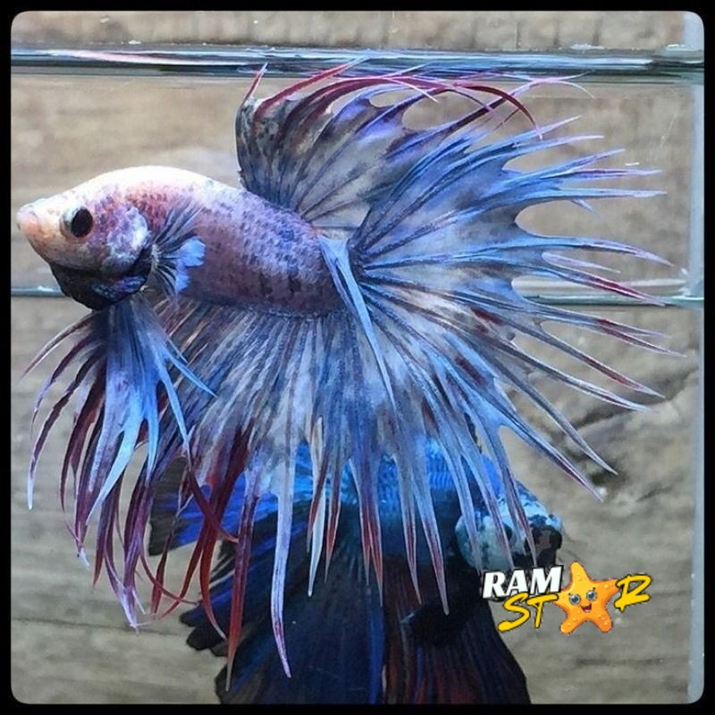 LIVE serit ct crowntail CUPANG CROWNTAIL