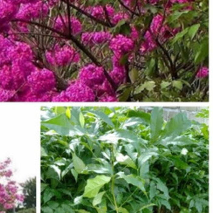 bibit bunga tabebuya pink tinggi 1meter unggul