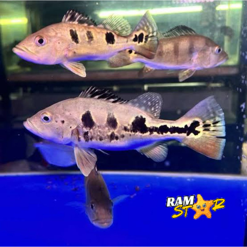 pbass brocopondo 6-8 cm pbas tankmate brokopondo