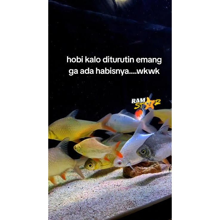 ikan kaviat kapiat hijau green 6-8 cm dan albino pemanis aquarium