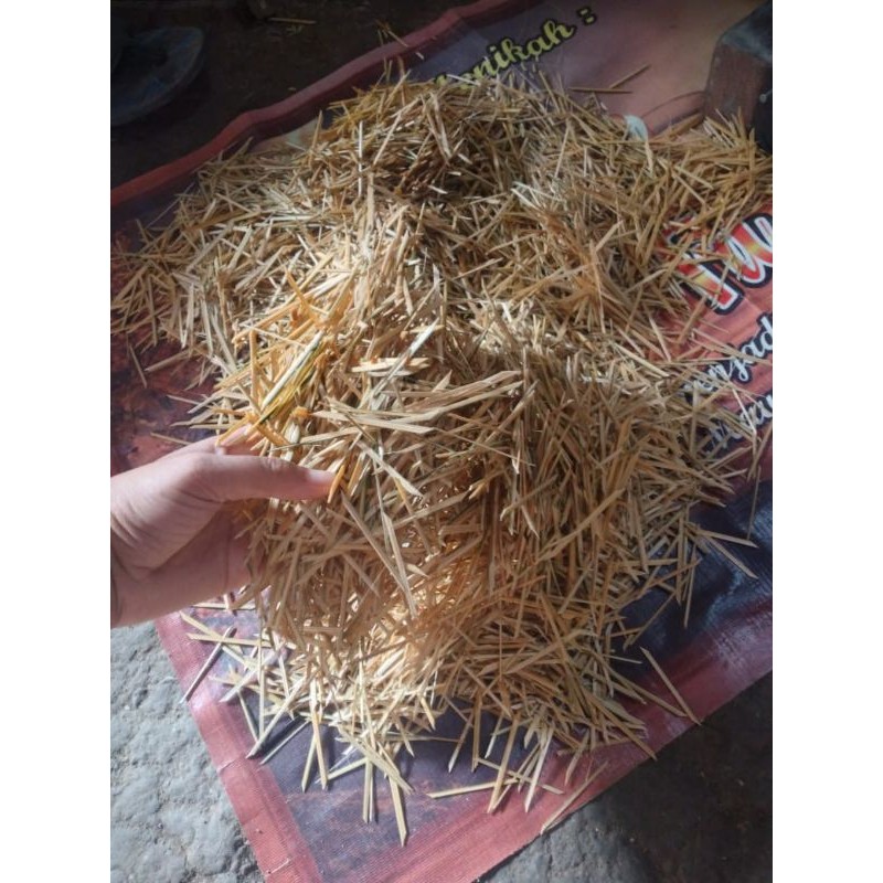 biting tempe daun Co