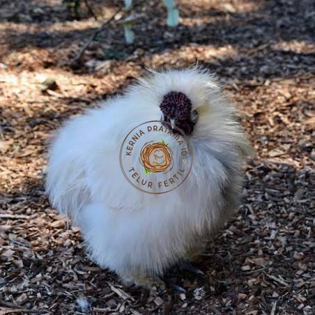 

Telur ayam kapas / telur ayam hias / telur fertil siap cod KURNIA PRATAMA ID