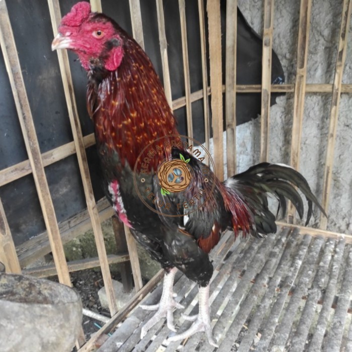 

Telur ayam bangkok birma fertil / ayam petarung aduan bisa ditetaskan Langsung KURNIA PRATAMA ID