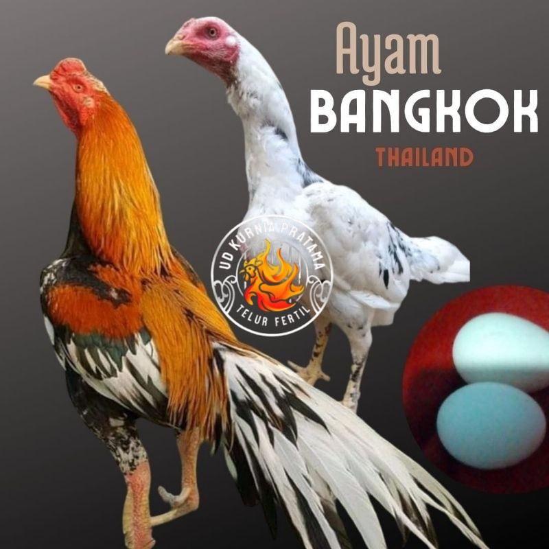 

telur ayam bangkok petarung bisa untuk di tetaskan UD KURNIA PRATAMA