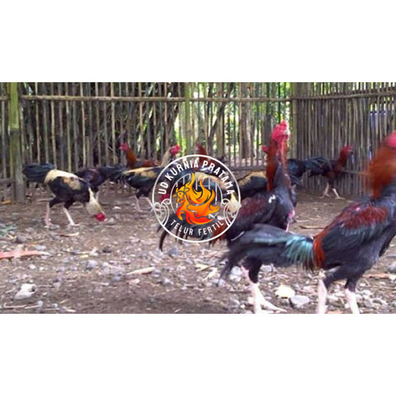 

TELUR FERTIL AYAM BK X AKA UNTUK DI TETASKAN UD KURNIA PRATAMA