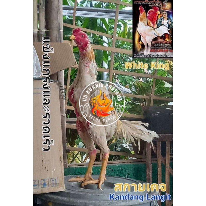 

COD TELUR FERTIL PLUCKER SUPER UD KURNIA PRATAMA