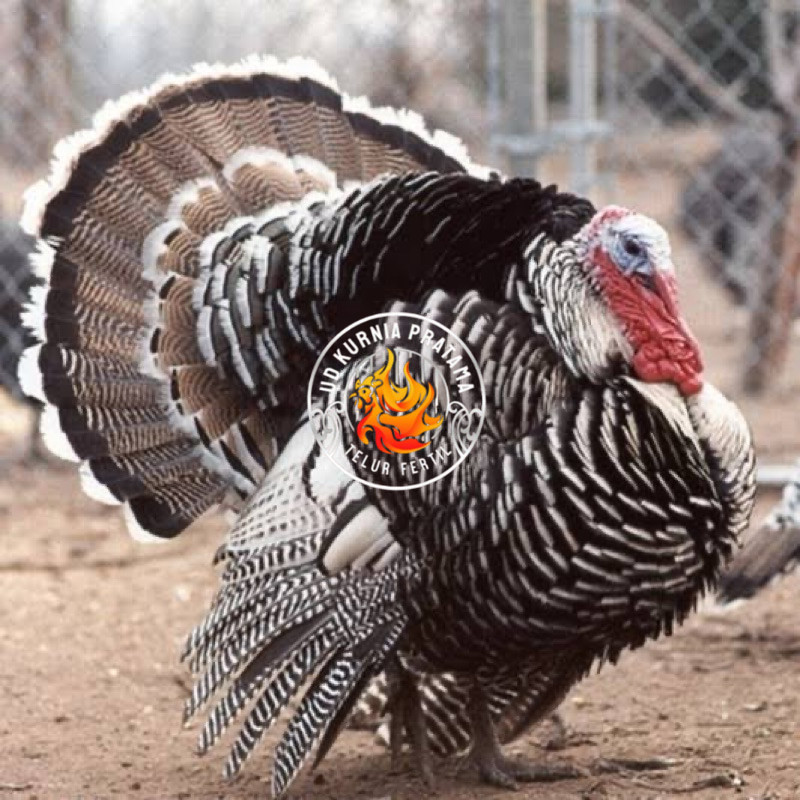 

TELUR FERTIL AYAM KALKUN JUMBO UNTUK DI TETASKAN UD KURNIA PRATAMA