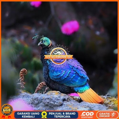 

Telur ayam hias ringneck impeyan pheasant fertil bisa ditetaskan Langsung CV GLAMOUR ID