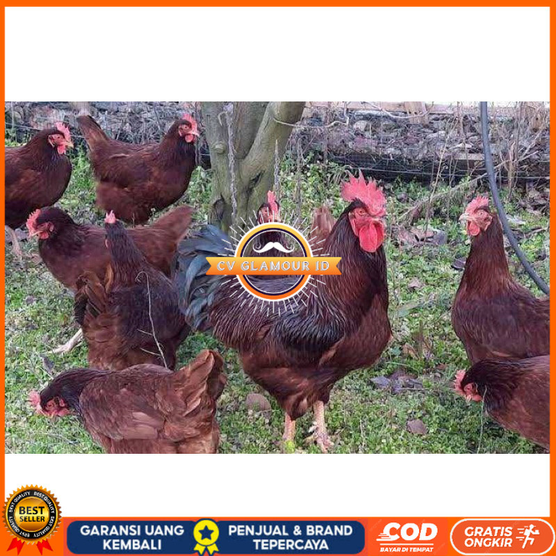 

TELUR FERTIL AYAM RIR PETELUR HANDAL UNTUK DITETASKAN CV GLAMOUR ID