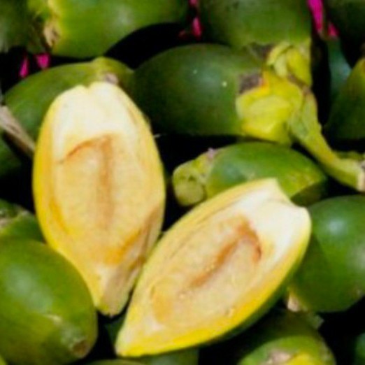 

Ready stok 500gram Buah Pinang Jambe muda fres-Obat Herbal Segar buah jambe muda