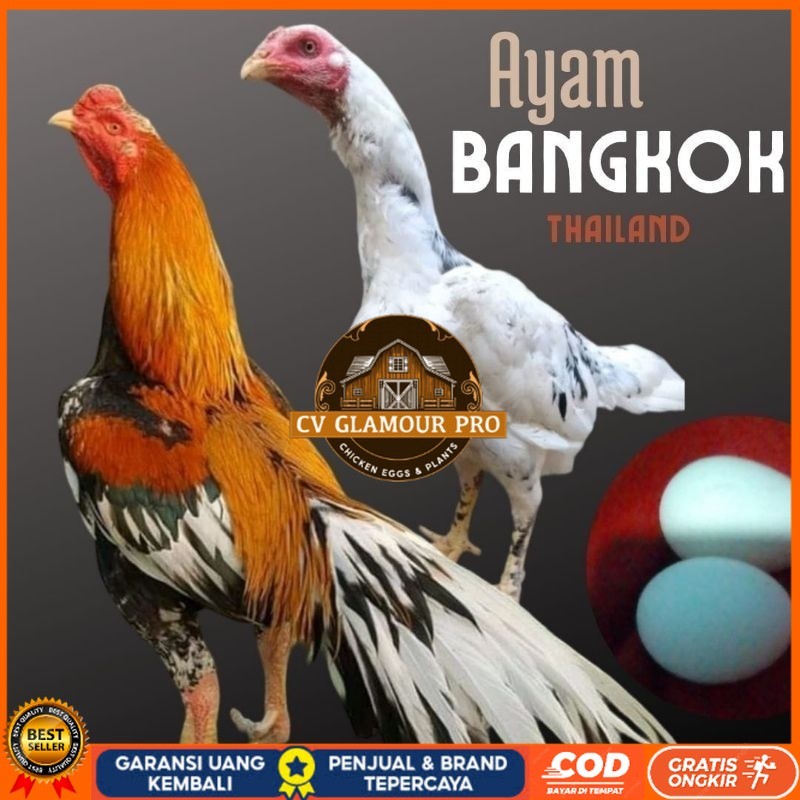 

telur ayam bangkok petarung bisa untuk di tetaskan CV GLAMOUR PRO