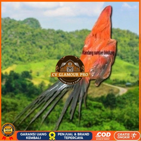 

(TELUR) Bangkok Clasik ekor lidi telur fertill CV GLAMOUR PRO