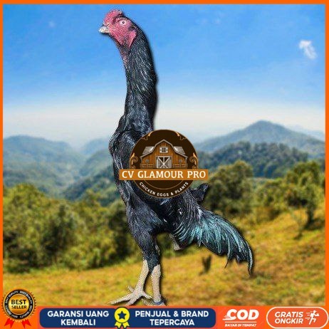

telur ayam shamo jepang ori petarung juara bisa di tetaskan CV GLAMOUR PRO