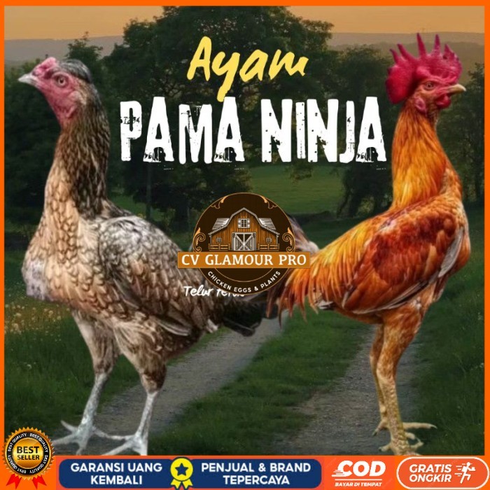 

telur ayam Pama ninja original petarung bisa untuk di tetaskan berkualitas ori CV GLAMOUR PRO