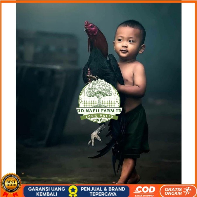 

5 BIJI TELUR RAJA SAIGON PROMOO KERAS.MURAHH UD NAFII FARM ID