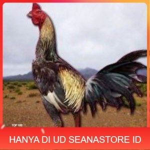 

telur ayam pama ninja original petarung bisa untuk di tetaskan berkualitas unggul UD SEANASTORE ID