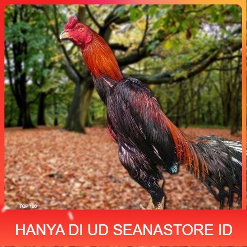 

Telur Ayam Pakhoy Super Vertil Siap Di Tetaskan Jaminan Super Oiginal Bergaransi UD SEANASTORE ID