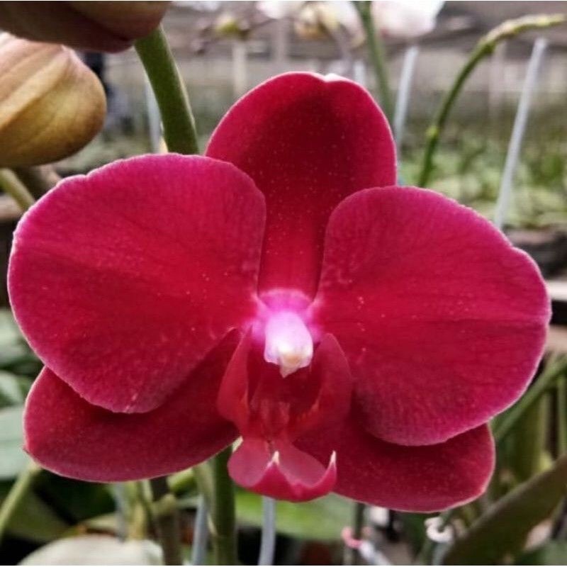 ANGGREK BULAN MERAH DEWASA - SIAP BERBUNGA - BUNGA HIAS ANGGREK BULAN