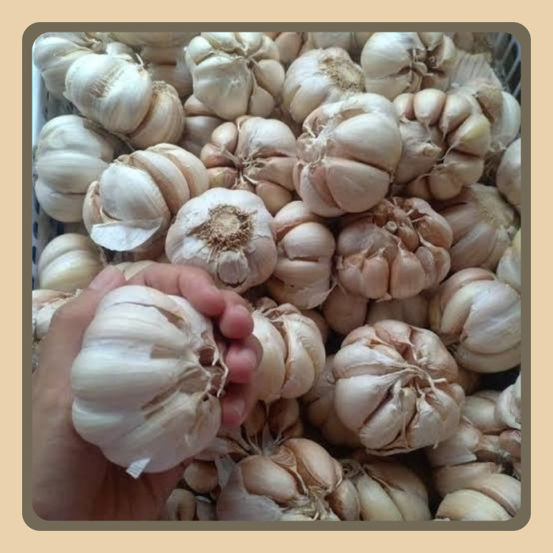 

Bawang Putih Sinco 1kg Murah Bagus Dengan Kulit Luar / Bersihkan Sendiri/ Bawang Kotor