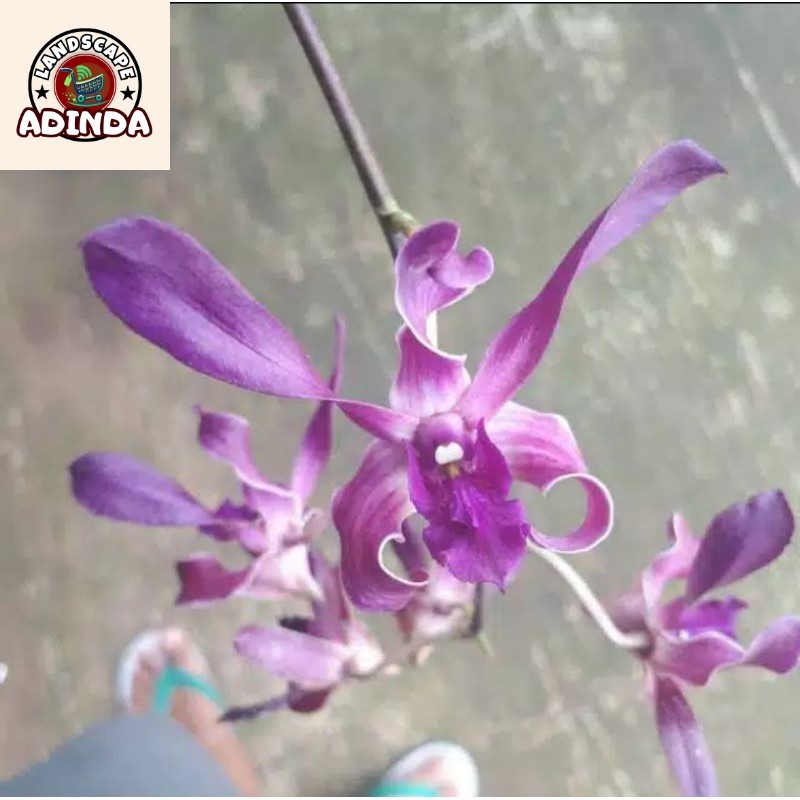 Seedling Anggrek Dendrobium Blue Spin -tanaman hidup-bunga hidup murah-anggrek-bunga hias