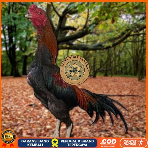 

Telur Ayam Pakhoy Jumbo Vertil Siap Di Tetaskan Jaminan Super Oiginal Bergaransi PRADITA BIBIT TANAMAN