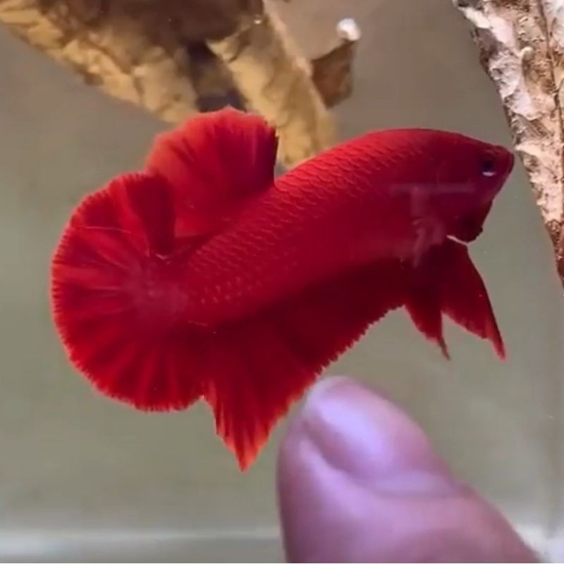 HIASAN AQUARIUM CUPANG SUPER RED GRADE / BISA COD