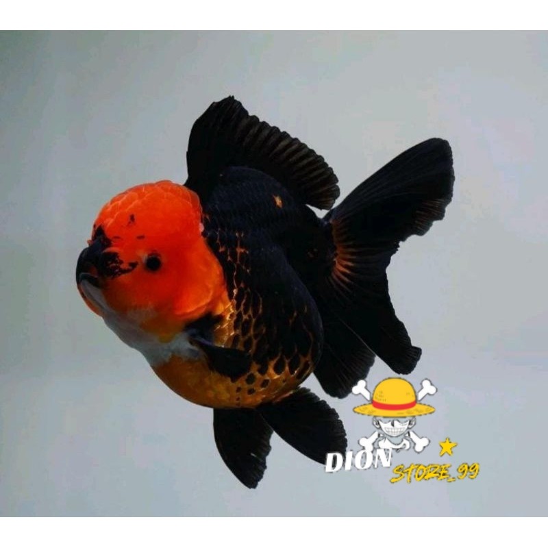Perlengkapan aquarium Ikan Hias Mas Koki Oranda Tanco Grade High Quality / Hiasa Aquarium