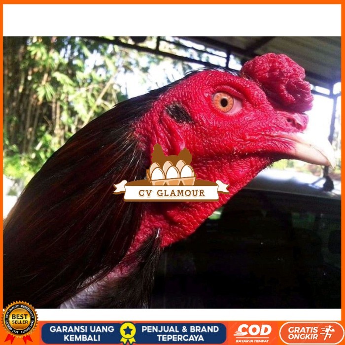 

Telur ayam bangkok ekor lidi terbaru terlaris CV GLAMOUR