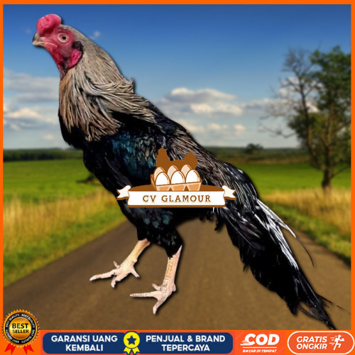 

telur ayam hias assel parrot untuk di tetaskan CV GLAMOUR