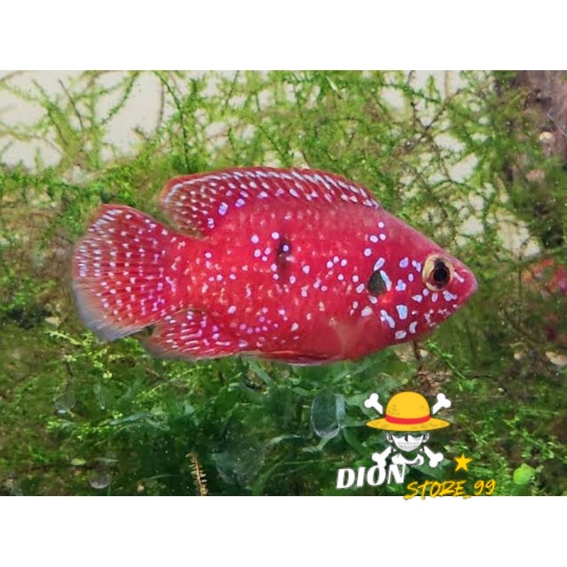 CICHLID RED JEWEL SHORT BODY SZ MEDIUM
