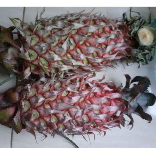 

nanas merah segar
