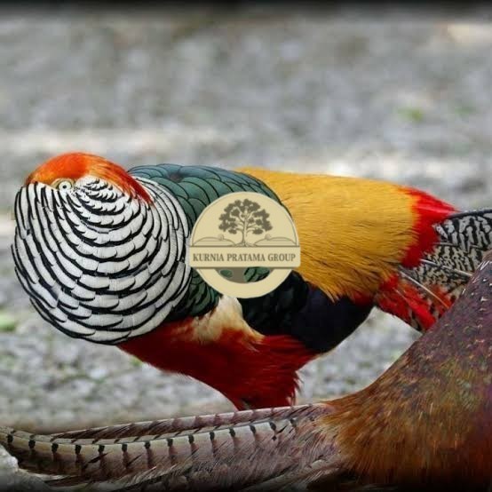 

Telur ayam hias ringneck lady red amherst pheasant fertil siap tetas KURNIA PRATAMA GROUP