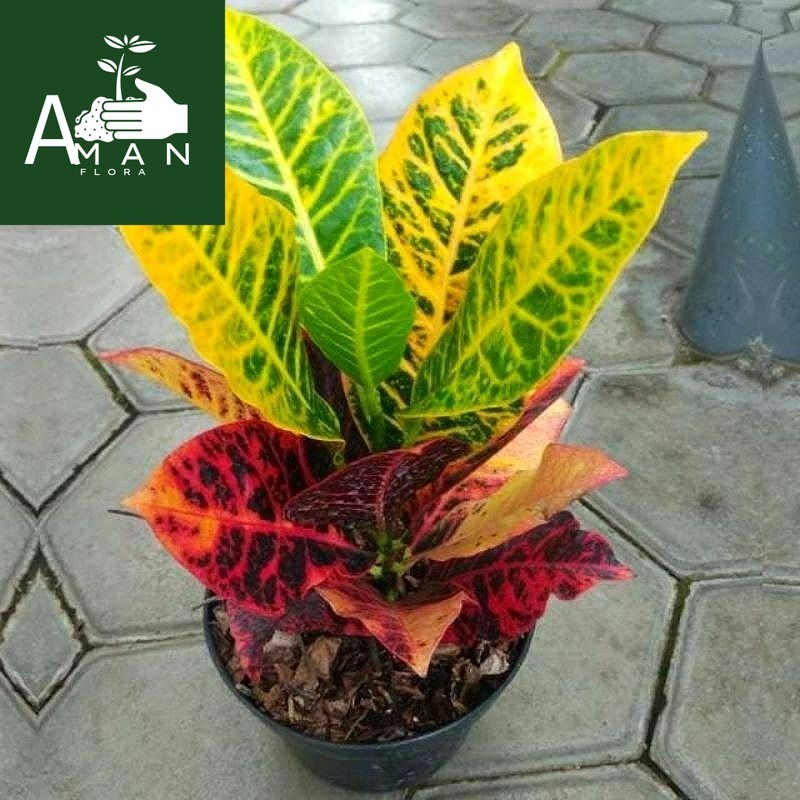 ` ( BISA COD ) Tanaman Hias Puring Macan / Pohon Puring Macan Murah