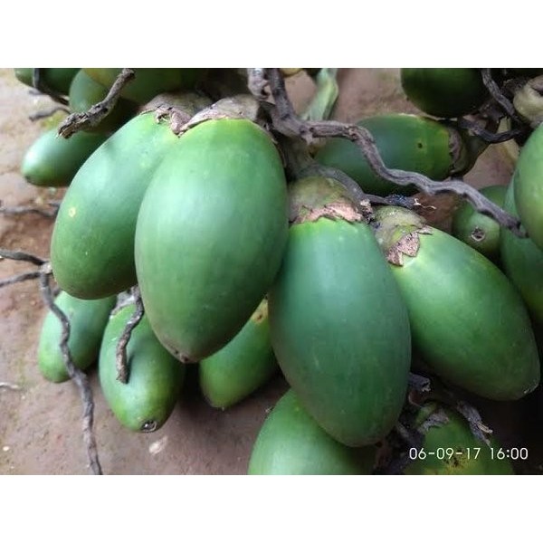 

Ready stok buah pinang ceming Buah Pinang Muda - Obat Kuat Ranjang