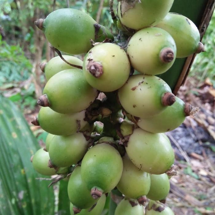 

Ready stok buah pinang ceming Buah pinang mini muda