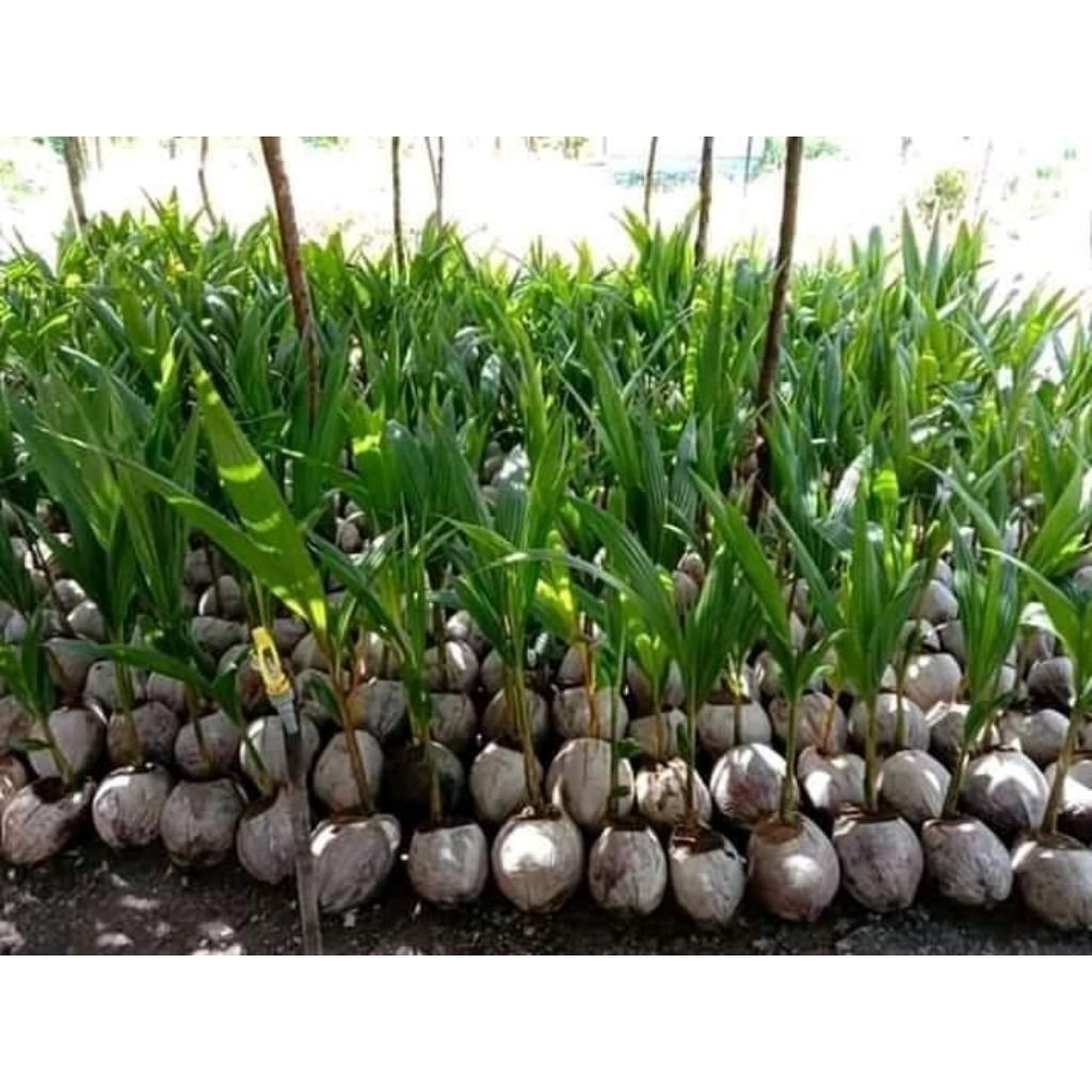 

Paket 10 Kelapa (semua jenis ada) via cargo