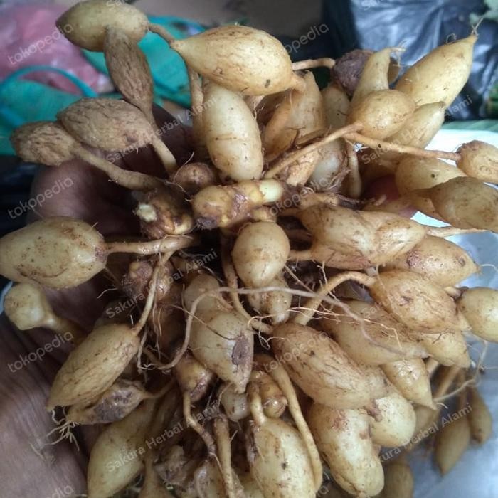 

promo kunyit putih gembyok segar 1kg ready